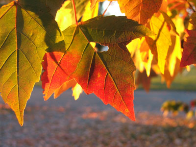 autumn-leaves.jpg